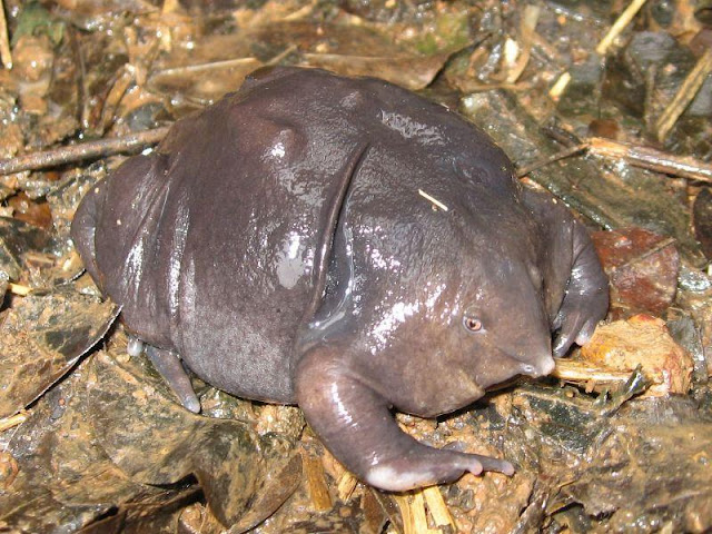 8 Ugliest Animals in the world