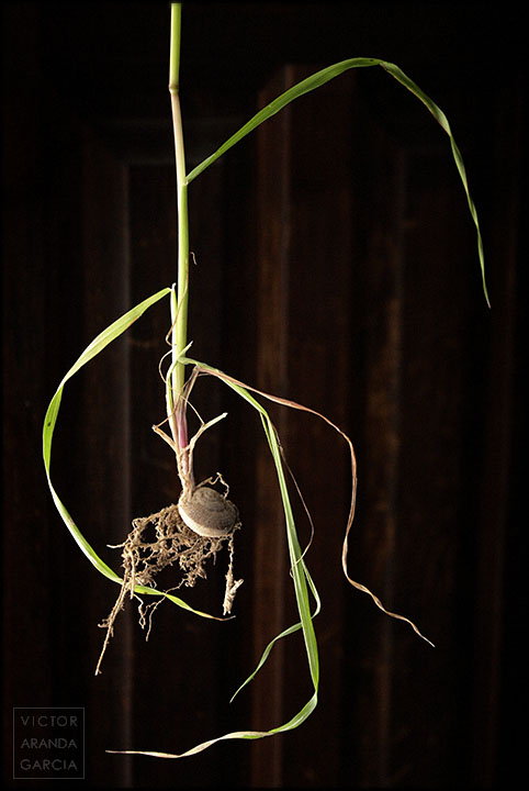 Fotografía de una planta silvestre cuyo tallo y raíces salen de un caracol