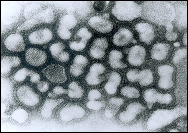 influenza-virus