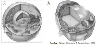 Gambar sel  hewan dan  sel tumbuhan. (a)  Sel  hewan dan (b) sel  tumbuhan merupakan organisasi kehidupan tingkat sel.