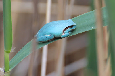 - Streeploze Boomkikker - Hyla meridionalis