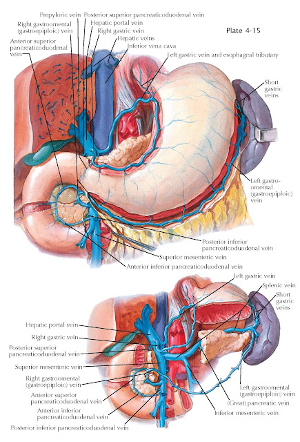 VENOUS DRAINAGE OF STOMACH AND DUODENUM