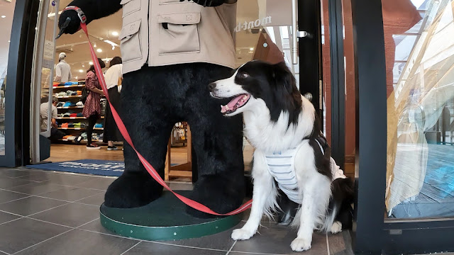 保護犬 ボーダーコリー トーマ