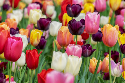 Tulips plant