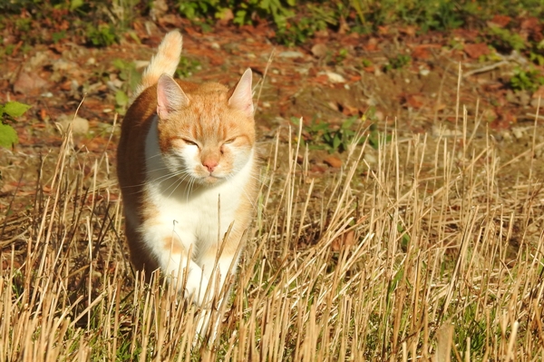 pus katt kattepus pusekatt