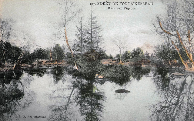 La mare aux Pigeons, forêt de Fontainebleau, stage photo.