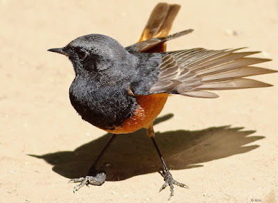 "Black Redstart - Phoenicurus ochruros perched on garden floor,displaying dark plumage with contrasting orange-red tail feathers. Winter common migrant to Mount Abu."