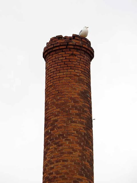 Gull on a chimney, via dei Bagnetti, Livorno