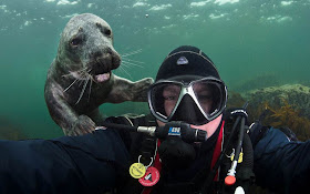 A diver takes picture with seal, seal photo