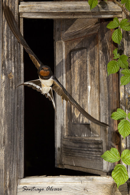 golondrina-comun