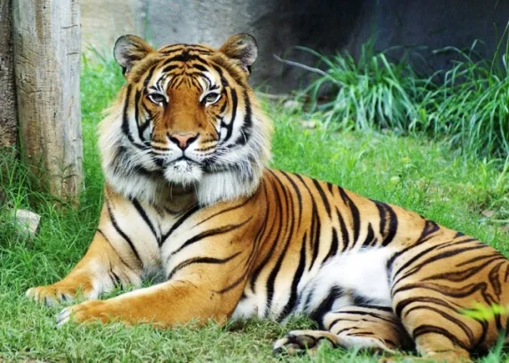 harimau malaya zoo melaka