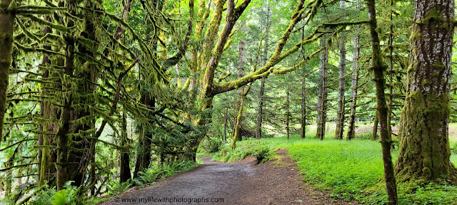 Beautiful tress and trails going to Marymere Falls