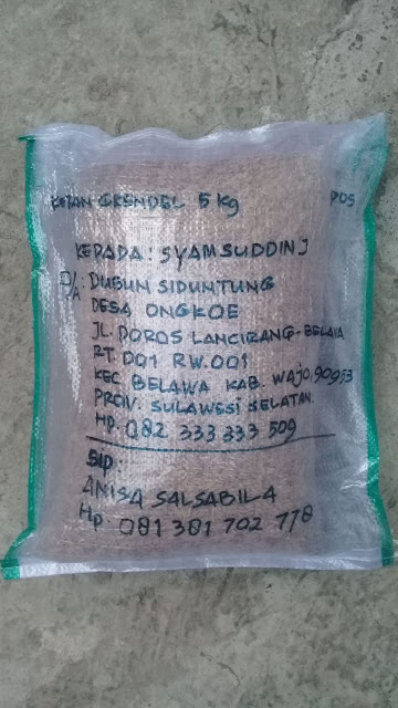 Testimoni Pengiriman Benih Padi Ketan Grendel - 110 Hari