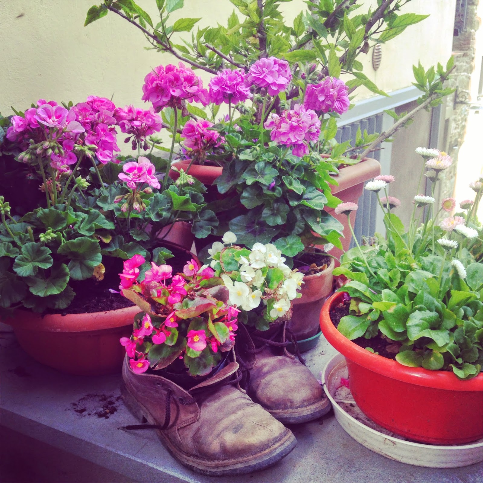 Flowers outside a house in town 