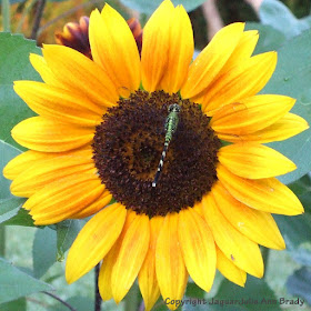 A green dragonfly resting on a yellow sunflower blossom