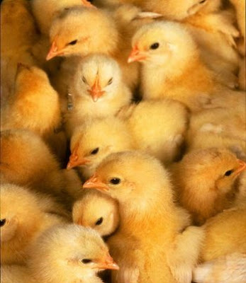 baby chicks cartoon. aby chicks images. of raising