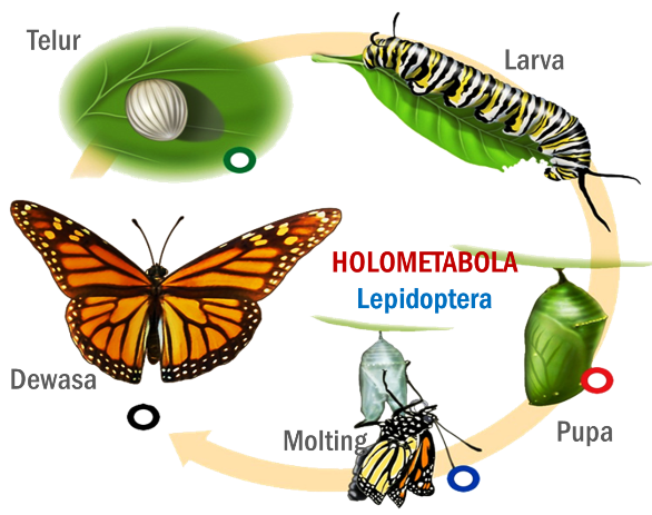 Kelompok insecta yang mengalami metamorfosis  sempurna  