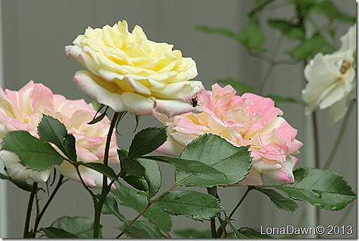 Rose_MusiacBox_Shrub4