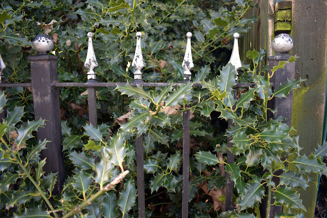 Male holly hedge growing through iron fence