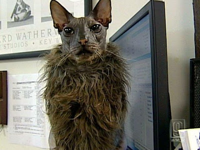 The Ugliest Cat In The World Seen On www.coolpicturegallery.net