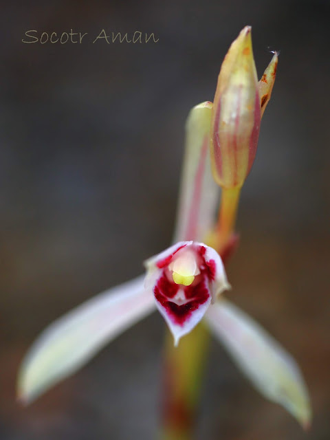 Cymbidium macrorhizon