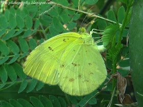 Common Grass Yellow Butterfly