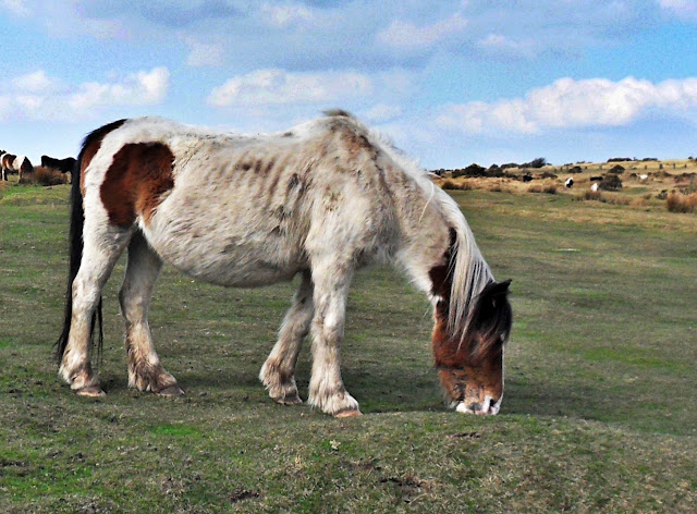 Horse on Bodmin Moor