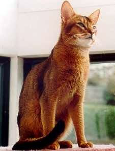 ruddy abyssinian cat - Tawny - Usual