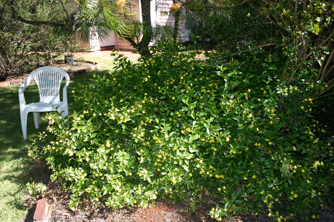 goodenia grandiflora goodenias are very australian little plants of 