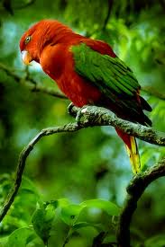  Burung  NURI Papua Indonesia Hampir Punah Alam Mentari