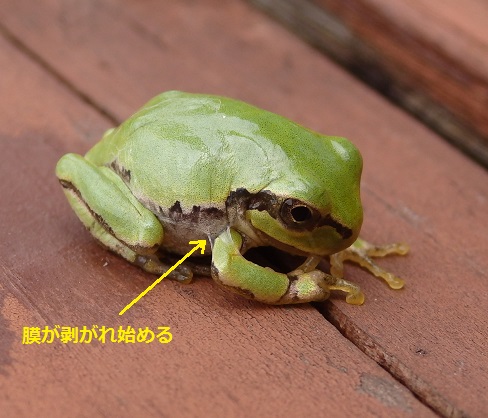 アマガエルのお話 アマガエルの脱皮