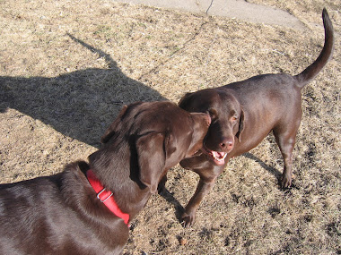 Bo and Bailey