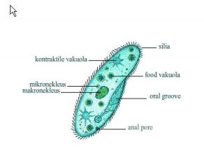 Biologi MAWI Kebarongan Protozoa Protista mirip Hewan  