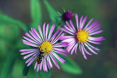 pine Symphiotrichum novae-angliae wasp