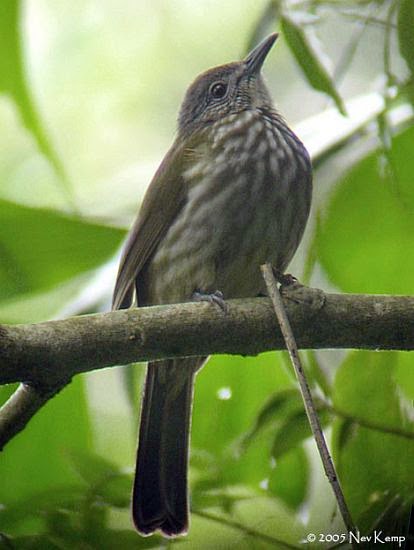 Kumpulan Foto Burung Cucak Bayeman Jantan ~ FOTO BURUNG KICAU