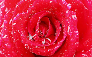 Gambar Bunga Mawar Merah Yang Cantik_Red Roses Flower 20011