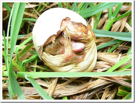ducklings 003