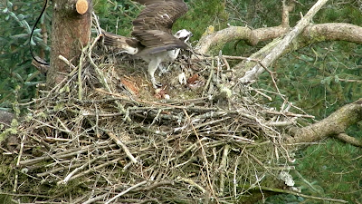 Male white leg ring stands to reveal 3 eggs