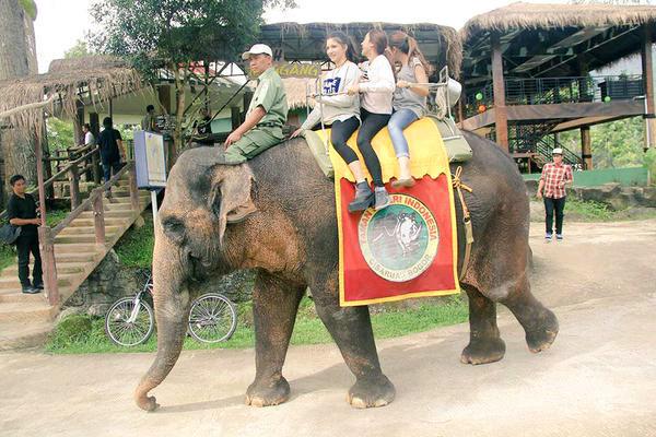  Fakta  Unik dan  Menarik  Tentang Gajah Sejuta Fakta 