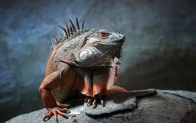 Una iguana realmente exótica - Exotic iguana reptile