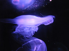 toledo zoo jellyfish, purple