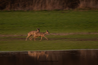 Wildlifefotografie Naturfotografie Lippeaue Sonnenuntergang Olaf Kerber