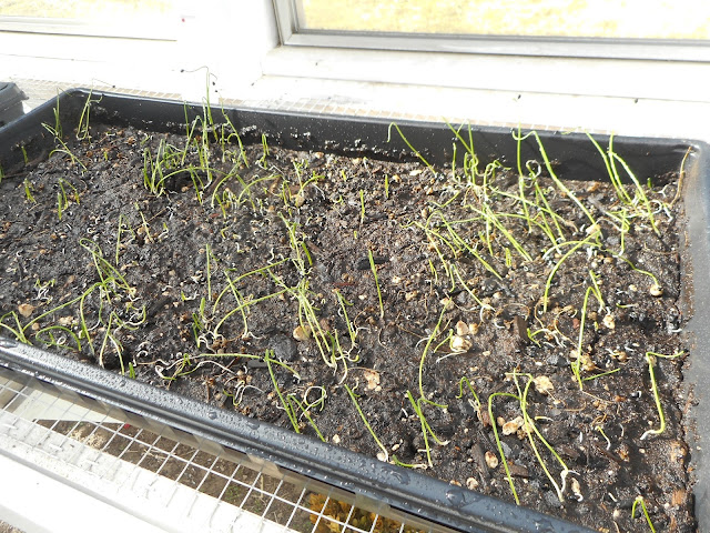 Tray of heirloom Ailsa Craig seedling starts