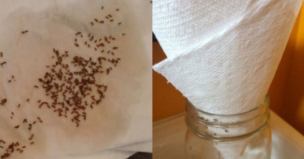 Since I Discovered This Trick, I Get Rid of Flies in The House