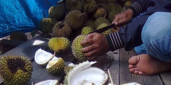 Musim Durian di Kutai Barat