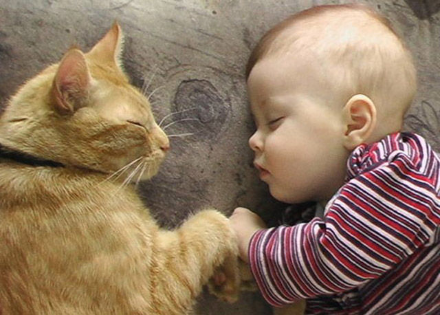 Napping With Pets Seen On www.coolpicturegallery.us