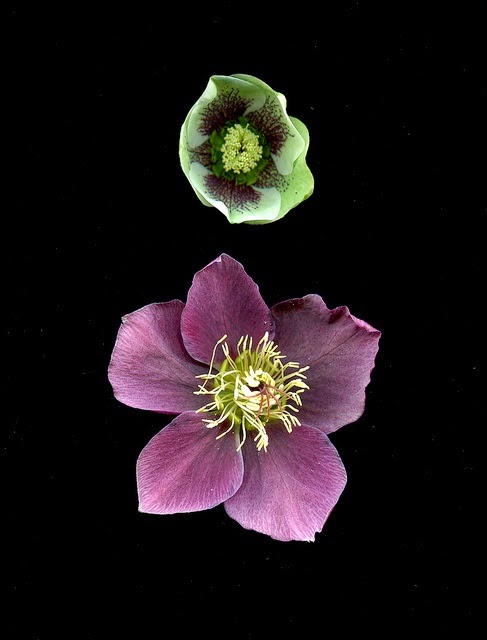 Helleborus by Horticulture Art