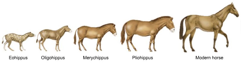 Searching For Ithaka Evolution Of Eohippus Horse