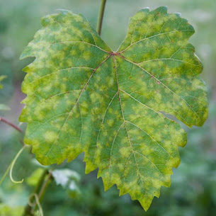 downy mildew of grapes