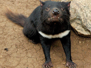 Tasmanian Devil Wallpaper